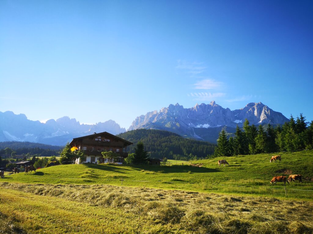 Wiesenhof - Wilder Kaiser